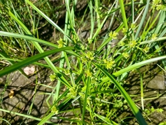 Cyperus eragrostis, photograph (c) Flavien Saboureau, some rights reserved (CC BY)