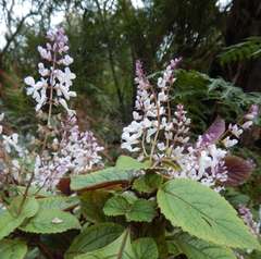 Plectranthus ciliatus