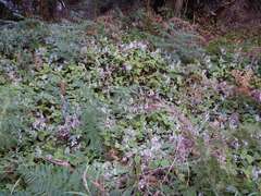 Plectranthus ciliatus