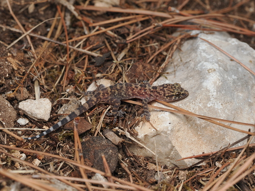 Mediterranean House Gecko