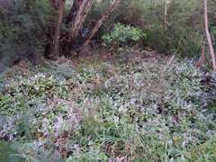Plectranthus ciliatus