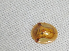 Aspidimorpha furcata