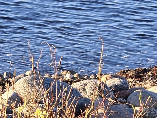 Semipalmated Plover
