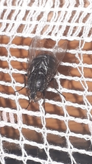 Calliphora uralensis