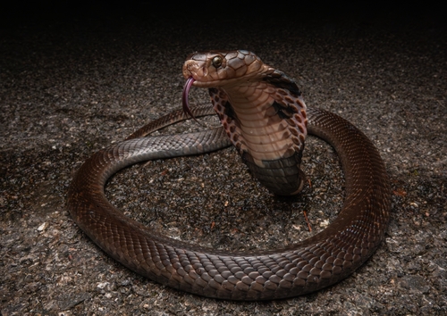 Chinese Cobra