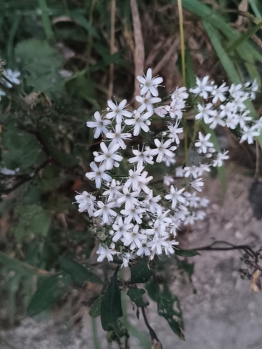 Oldham's baby's-breath