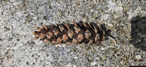 Pinus wallichiana