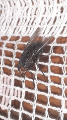 Calliphora uralensis