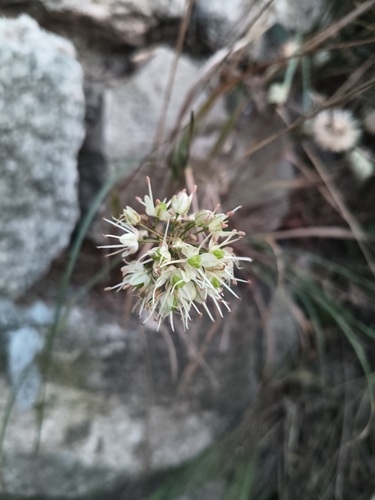 Allium brevidentatum