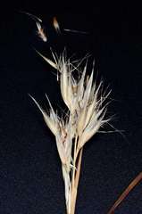 Rytidosperma duttonianum