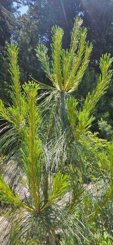 Pinus wallichiana, photograph 1