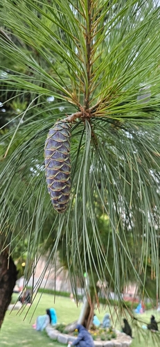 Pinus wallichiana, photograph 2