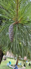 Pinus wallichiana, photograph (c) Xthnob, some rights reserved (CC BY)