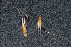 Rytidosperma duttonianum