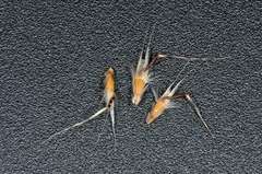 Rytidosperma duttonianum