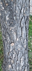 Pinus wallichiana, photograph (c) Xthnob, some rights reserved (CC BY)