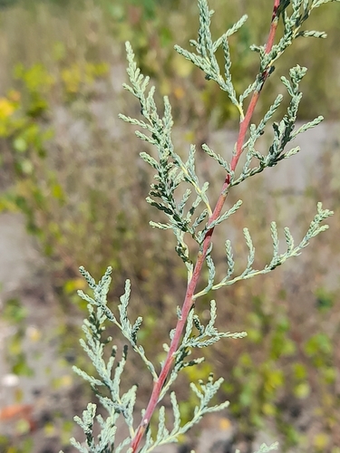 Myricaria germanica, photograph 1