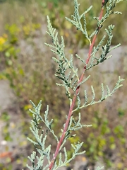 Myricaria germanica