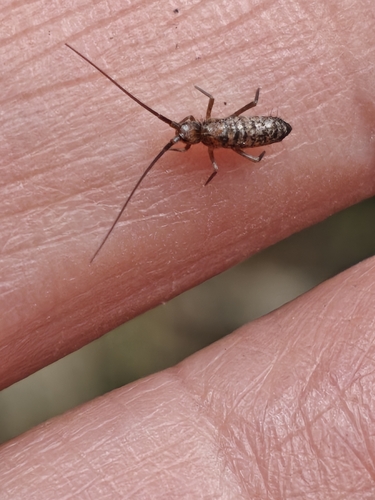 Pogonognathellus longicornis