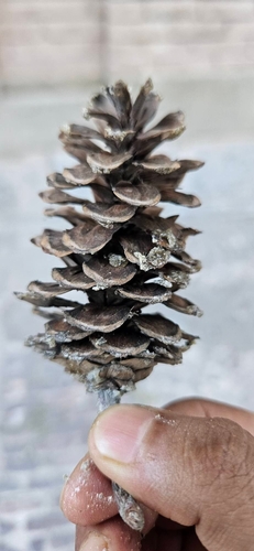 Pinus wallichiana, photograph 4
