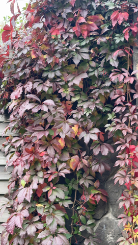 thicket creeper
