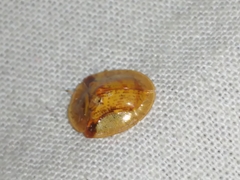 Aspidimorpha furcata