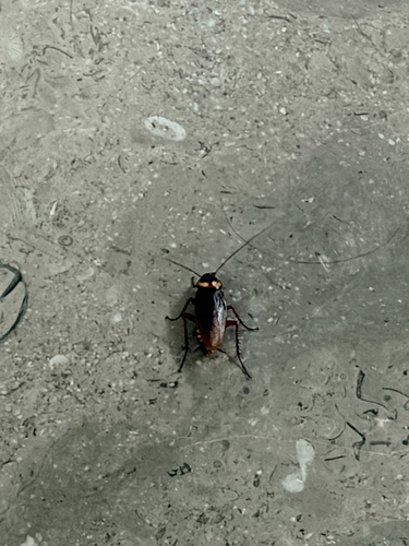American Cockroach