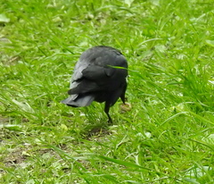 Corvus monedula