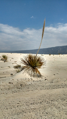 Dasylirion cedrosanum