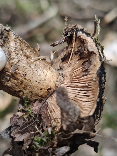 Ugly Milkcap