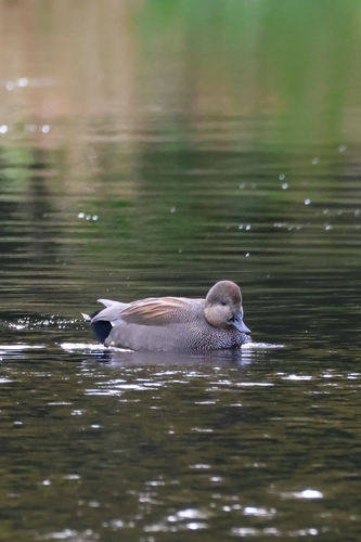 Gadwall