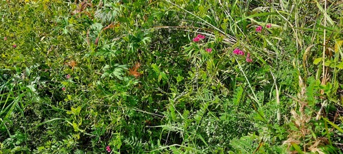tuberous pea