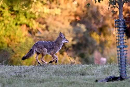 Coyote