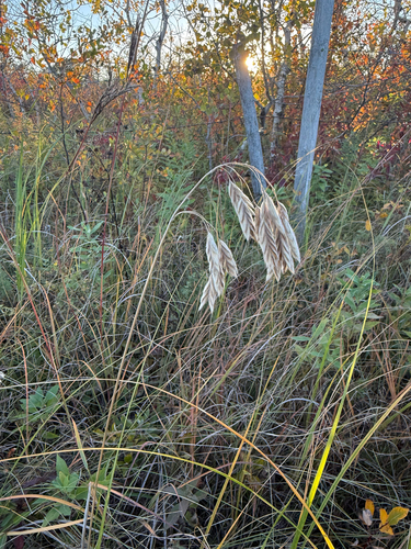 Prairie Brome