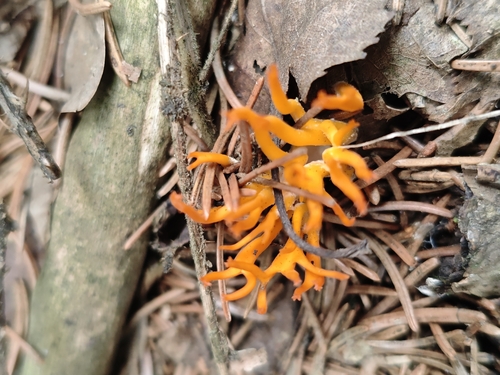 Jelly-antler