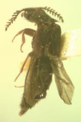 Mastinocerus
