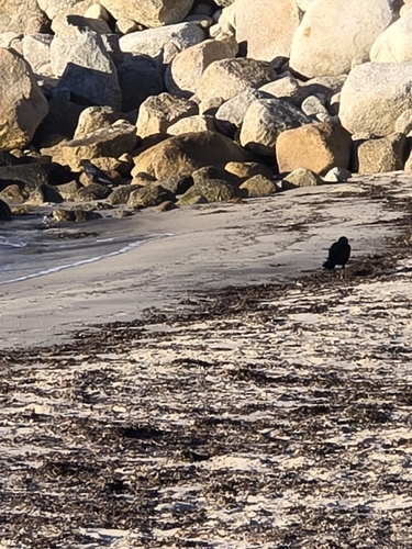 American Crow