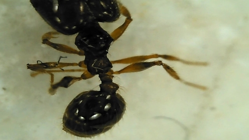 Pallid Big-headed Ant