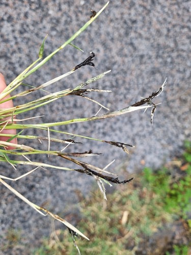 Bermuda grass smut