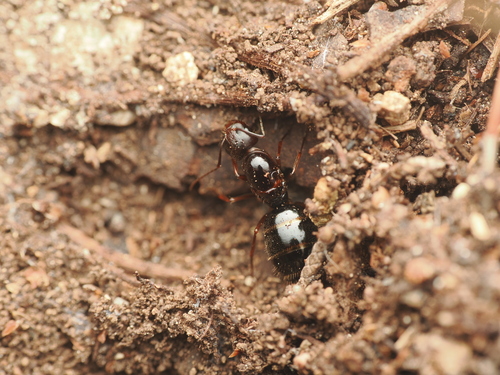 Oertzen's Carpenter Ant
