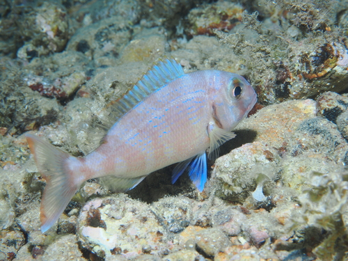 Red Porgy