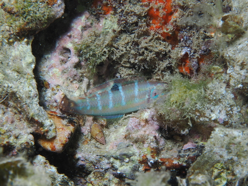 Ornate Wrasse