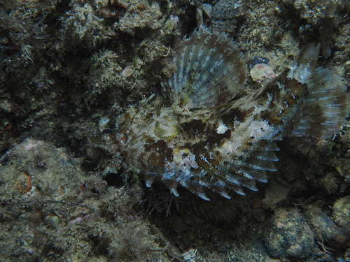 Black Scorpionfish