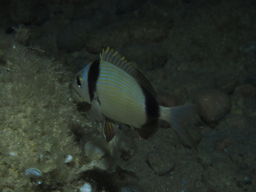 Common Two-banded Seabream