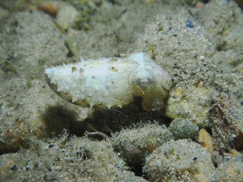 European Common Cuttlefish