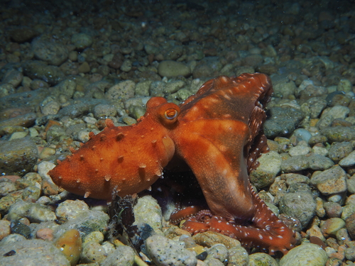 Atlantic White-spotted Octopus