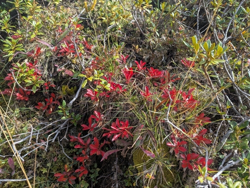 alpine bearberry