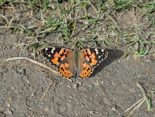 Painted Lady