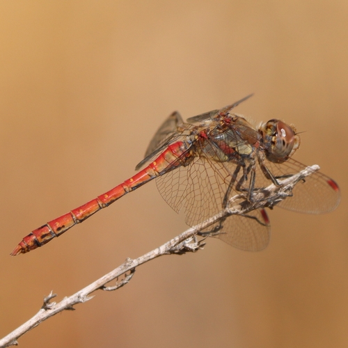 Common Darter