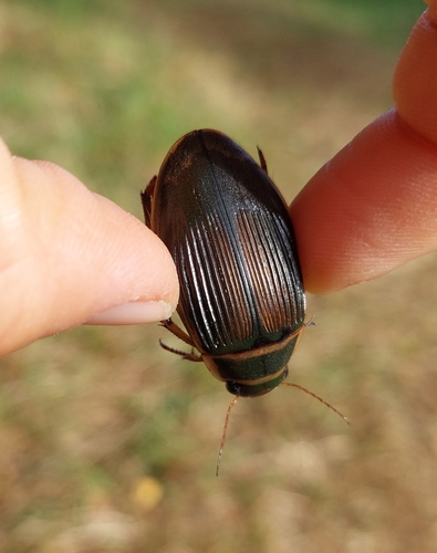 Great Diving Beetle
